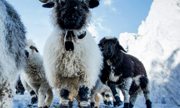 Swisswool : la laine de qualité utilisée par Ortovox
