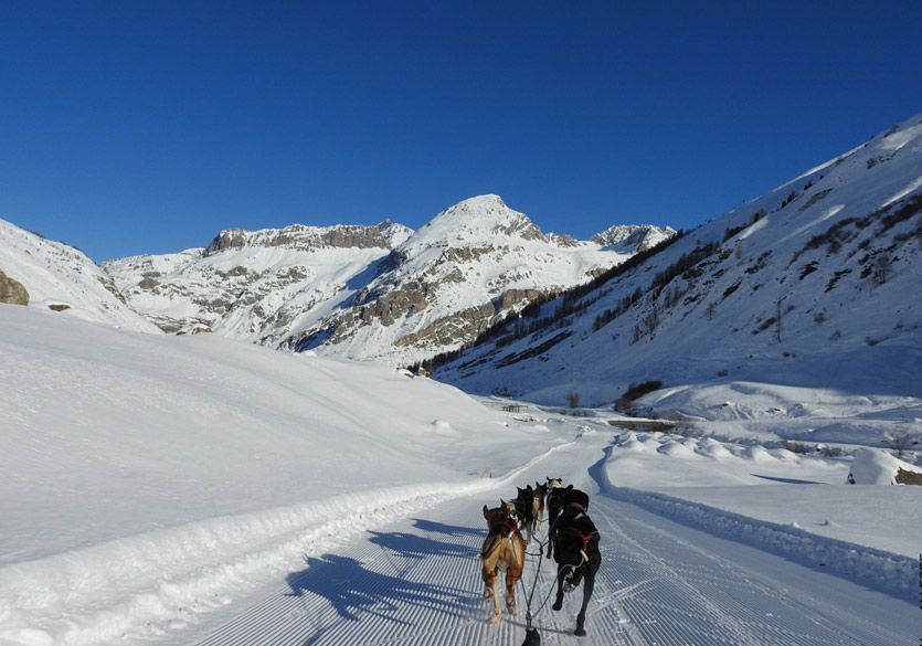 chien-traineau-val-isere